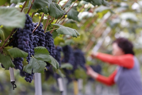 농어촌공사, 과실전문생산단지 기반조성사업 ‘효과’ 높인다