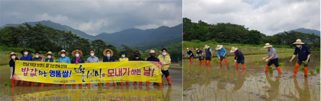 전남농협, ‘백세미 쌀’ 전통(손) 모내기 시연