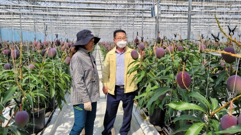 영광군, 6월말 애플망고 본격 수확