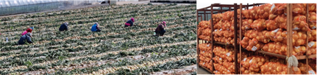 농협경제지주, 양파 소비촉진 캠페인으로 양파 농가 돕기 ‘앞장’