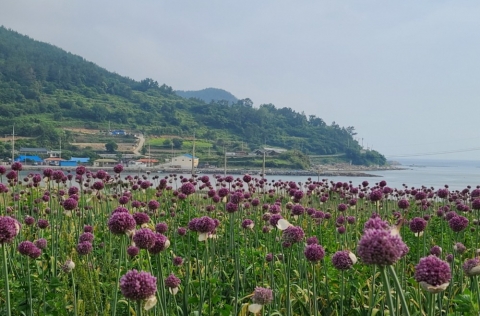 6월, 완도 청산도 ‘보랏빛 세상’