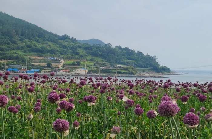 완도 청산도에 만개한 코끼리마늘꽃