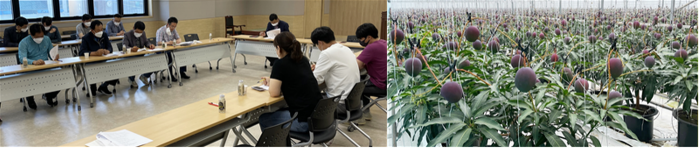 전남농협, 오매향 올해 첫 수확 애플망고 산지 출하협의