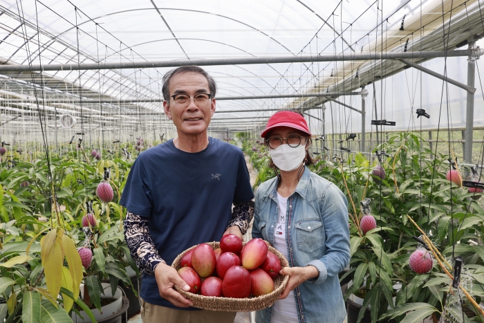 보성군에서 수확한 아열대 과수 애플망고