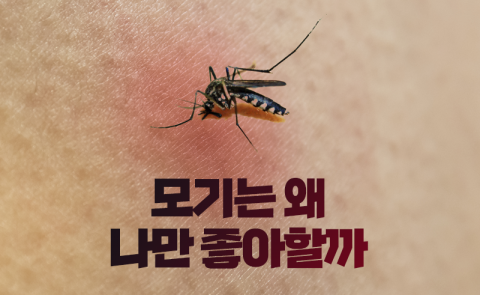 모기는 왜 나만 좋아할까