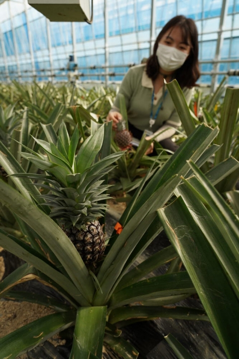 해남군 농업기술센터 첨단하우스 파인애플 실증재배 현장