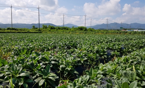 정읍시농업기술센터, 여름철 지황 재배관리 철저 당부