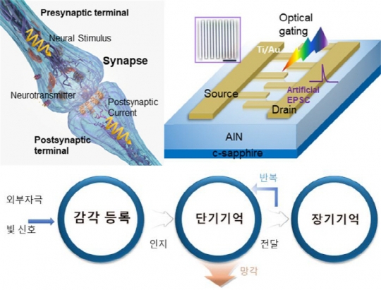 생체시냅스구조와 이를 모방해 제작된 화합물반도체 인공시냅스소자 개략도. 이를 통해 구현된 생체 기억/학습 효과