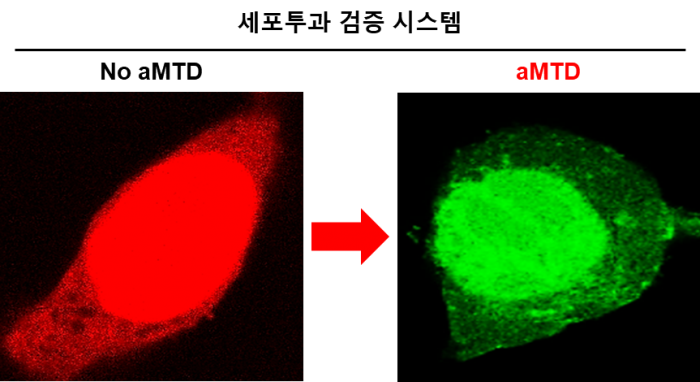 세포의 형광색이 붉은색 (왼쪽) 에서 녹색 (오른쪽) 으로 변하면 aMTD가 형광단백질을 세포 내부로 전송한 증거임. 단위 세포의 형광을 레이저 공초점현미경 (laser scanning confocal microscope) 으로 분석한 데이터/사진=셀리버리