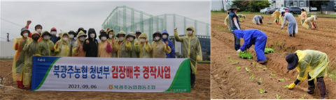북광주농협, 김장철 불우이웃을 위한 배추 모종 식재