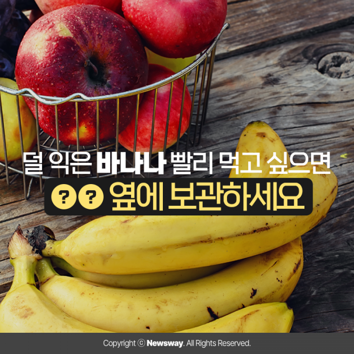 덜 익은 바나나 빨리 먹고 싶으면 ○○ 옆에 보관하세요 기사의 사진