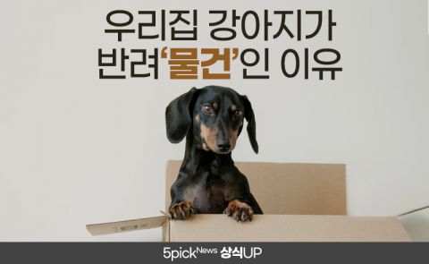 우리집 강아지가 반려‘물건’인 이유