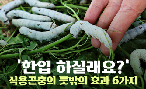 ‘항암에 당뇨 예방까지’ 식용곤충의 뜻밖의 효과 6가지
