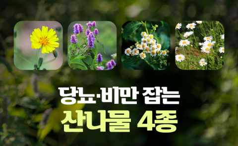 당뇨·비만 잡는 산나물 4종