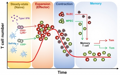 전남대 조재호 교수팀 신생 CD8 T세포 기능다양성 형성 기전 규명