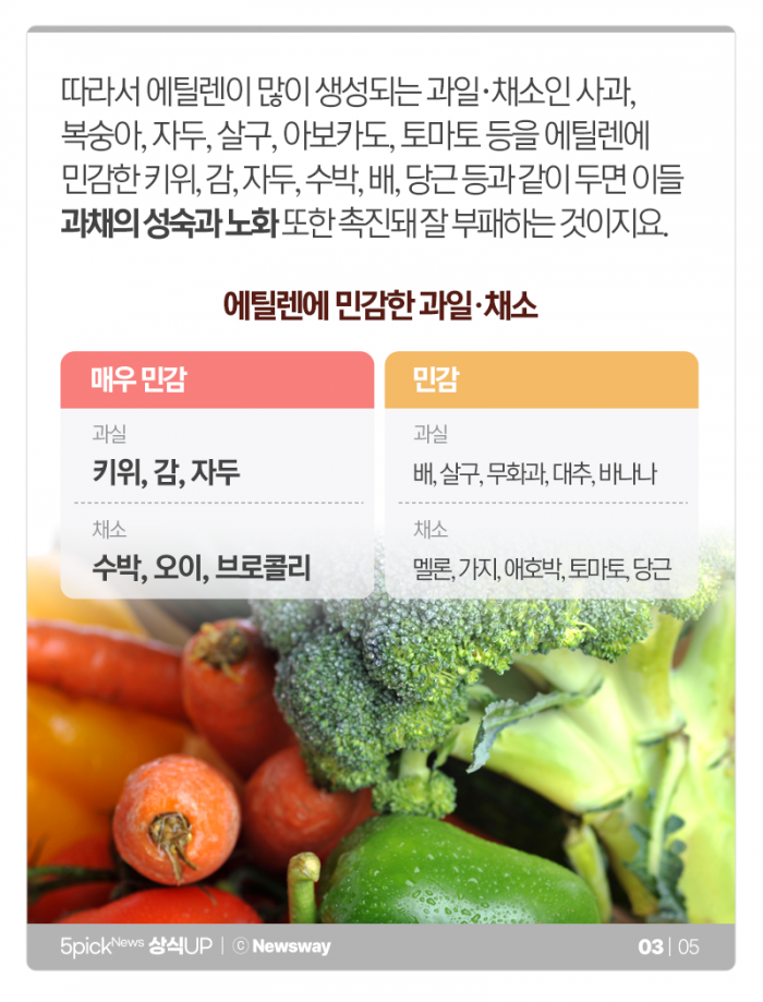 우리집 당근에서 쓴맛이 났던 이유 기사의 사진