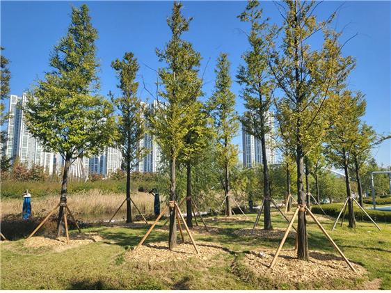 인천경제청, 청라호수공원 2단계 수목 생육 환경개선 사업 마무리