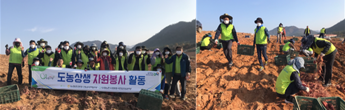 전남농협, 해남 고구마수확 농촌일손돕기 나서