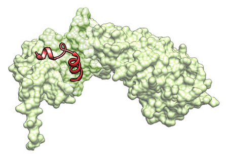 코로나19 면역치료제 iCP-NI의 3차원 분자구조도: iCP-NI (붉은색)가 표적단백질인 임포틴-알파 (연두색)에 특이적으로 결합하여 강력한 염증성 싸이토카인들의 발현을 억제함/사진=셀리버리