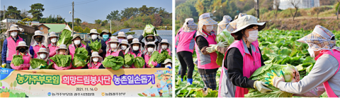 농협광주본부, 농가주부모임 희망드림봉사단 배추 수확 일손돕기