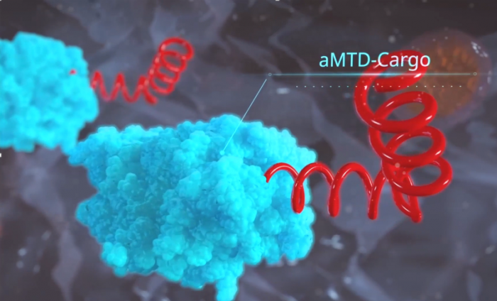 TSDT 플랫폼기술을 적용한 세포막 투과 펩타이드 aMTD와 약리물질의 결합 이미지/사진=셀리버리