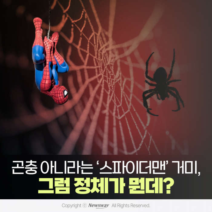 곤충 아니라는 ‘스파이더맨’ 거미, 그럼 정체가 뭔데? 기사의 사진