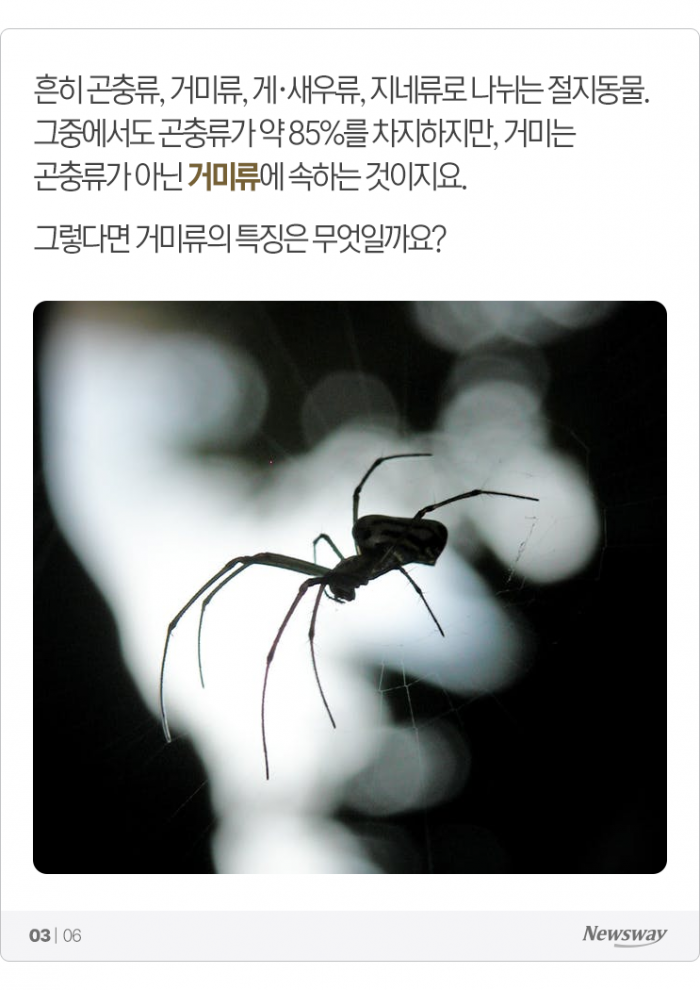곤충 아니라는 ‘스파이더맨’ 거미, 그럼 정체가 뭔데? 기사의 사진