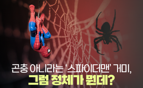 곤충 아니라는 ‘스파이더맨’ 거미, 그럼 정체가 뭔데?