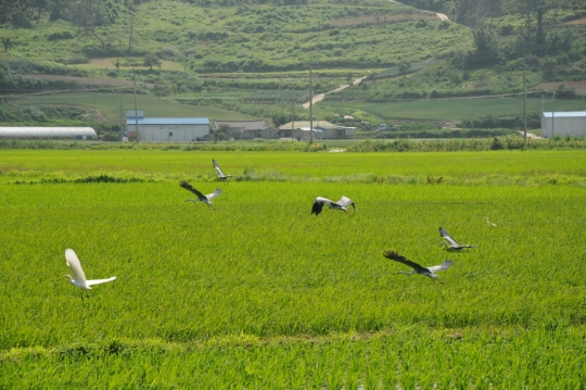 진도군, 684억 투입 농업 경쟁력 향상 기사의 사진