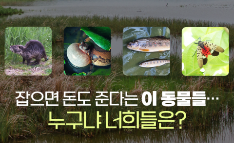 잡으면 돈도 준다는 ‘이 동물들’···누구냐 너희들은?