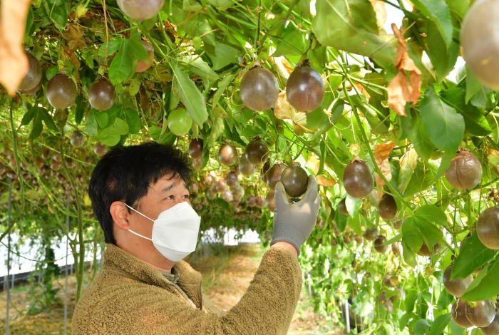 장성군이 아열대작물 재배의 메카로 떠오르고 있다. 장성 삼계면 김상일 농업인이 패션프루트를 살펴보고 있다.