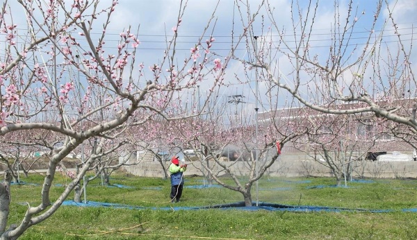 경북농기원, "월동기 방제로 병해충 밀도 낮춰야"