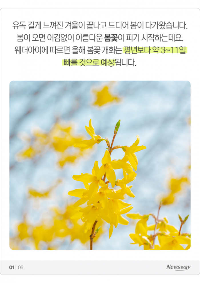 역대급으로 빨리 피는 봄꽃, 왜? 기사의 사진