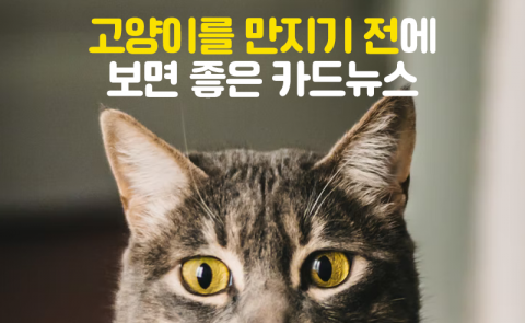 고양이를 만지기 전에 보면 좋은 카드뉴스