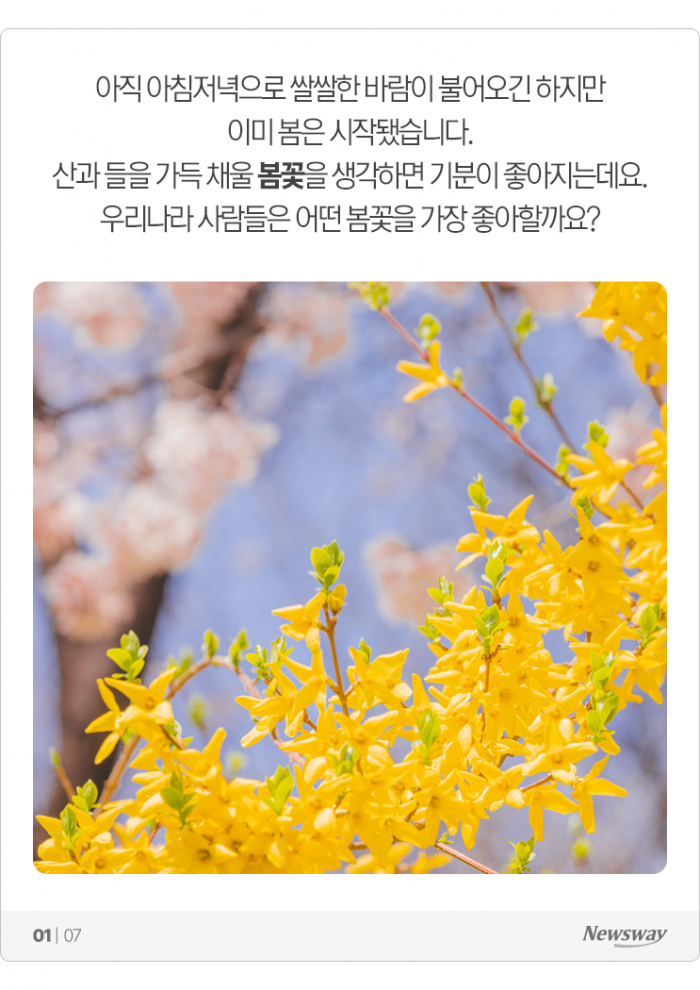 한국인 최애 봄꽃 1위 '○○'···절정은 언제? 기사의 사진