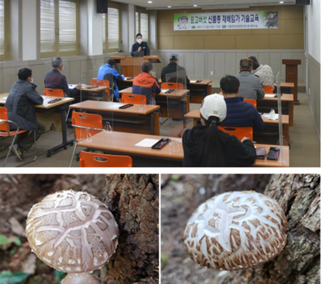 장흥군버섯산업硏, 표고버섯 원목재배 신품종 2종 출원