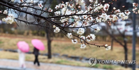 전국에 '봄비', 한낮 '포근'···큰 일교차 주의