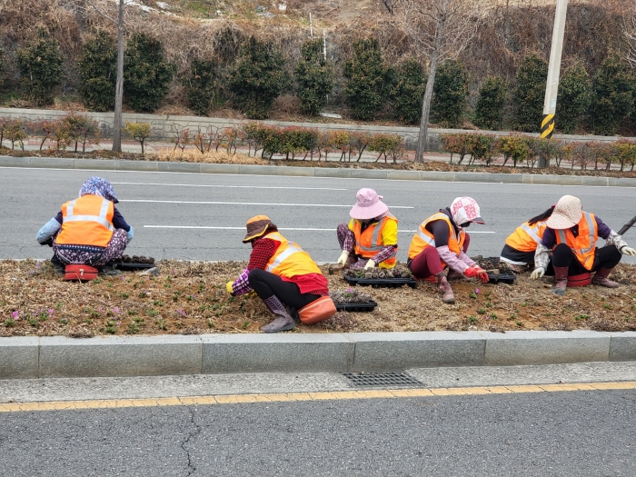 광양시가 봄을 맞아 주요 시가지, 도로변, 가로수변에 꽃잔디 100만 본을 심고 있다.