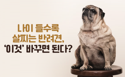 나이 들수록 살찌는 반려견, '이것' 바꾸면 된다?
