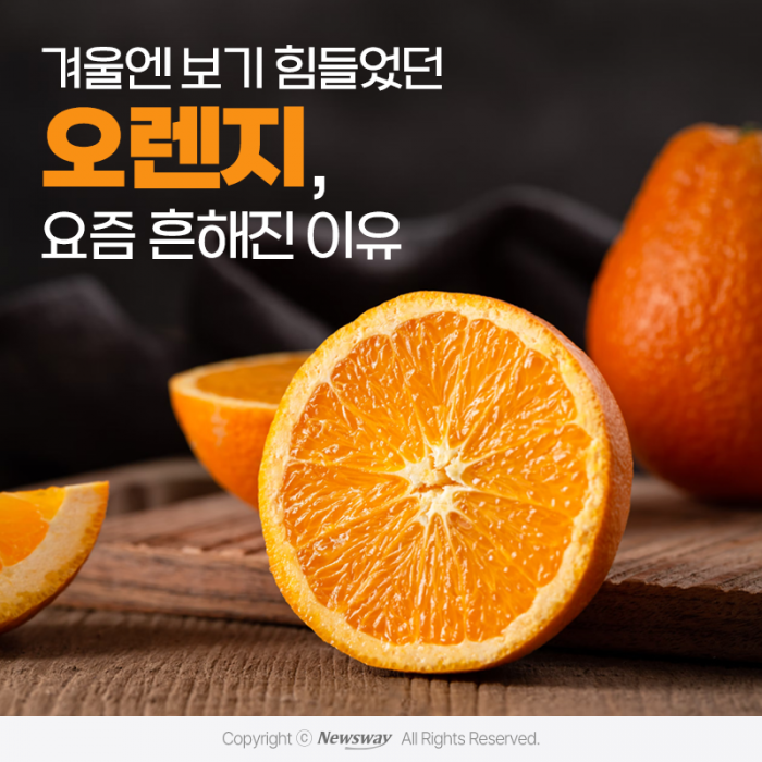 겨울엔 보기 힘들었던 오렌지, 요즘 흔해진 이유 기사의 사진