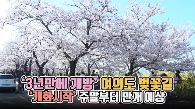 '3년만에 개방' 여의도 벚꽃길···'개화시작' 주말부터 만개 예상