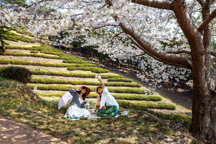 보성차문화공원 차밭을 배경으로 관광객들이 피크닉을 즐기고 있다.