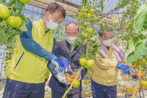 손병환 농협금융 회장, 사천시 토마토 농가 찾아 일손돕기 활동