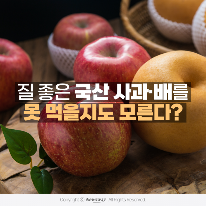 질 좋은 국산 사과·배를 못 먹을지도 모른다? 기사의 사진