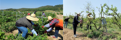 정읍시청 공무원, 영농철 '농촌 일손 돕기' 현장으로