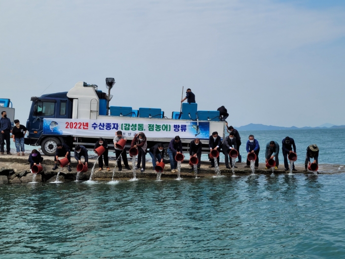 무안군이 11일 3개소에 고부가가치 어종인 감성돔 종자 243천 미와 점농어 종자 136천 미를 방류하고 있다.