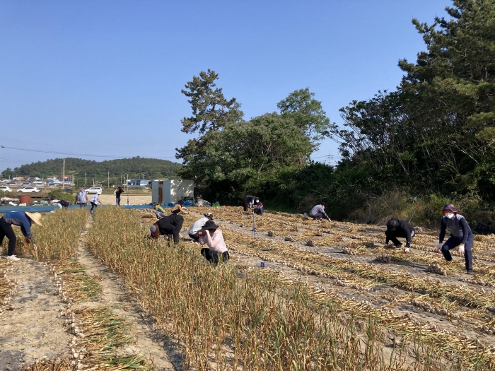 신안군 공무원들이 본격적인 영농철을 맞아 농촌일손돕기를 하고 있다.