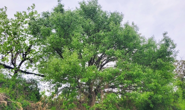 나주시, 200년 된 토종 배나무 등 5건 향토문화유산 지정