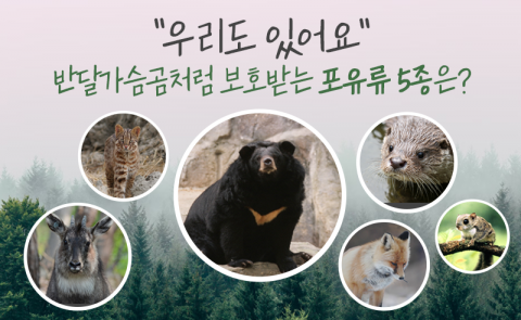 &quot;우리도 있어요&quot; 반달가슴곰처럼 보호받는 포유류 5종은?