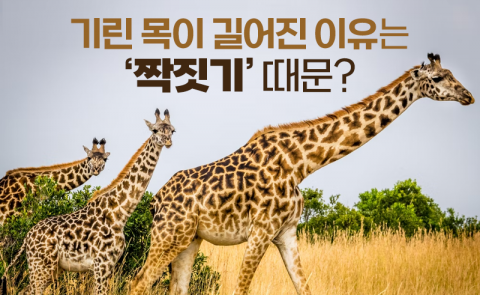 기린 목이 길어진 이유는 '짝짓기' 때문?